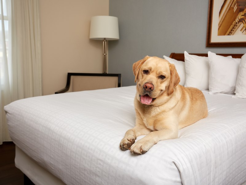 Discover Exceptional Hotel Amenities in Staunton Hotel 24 South